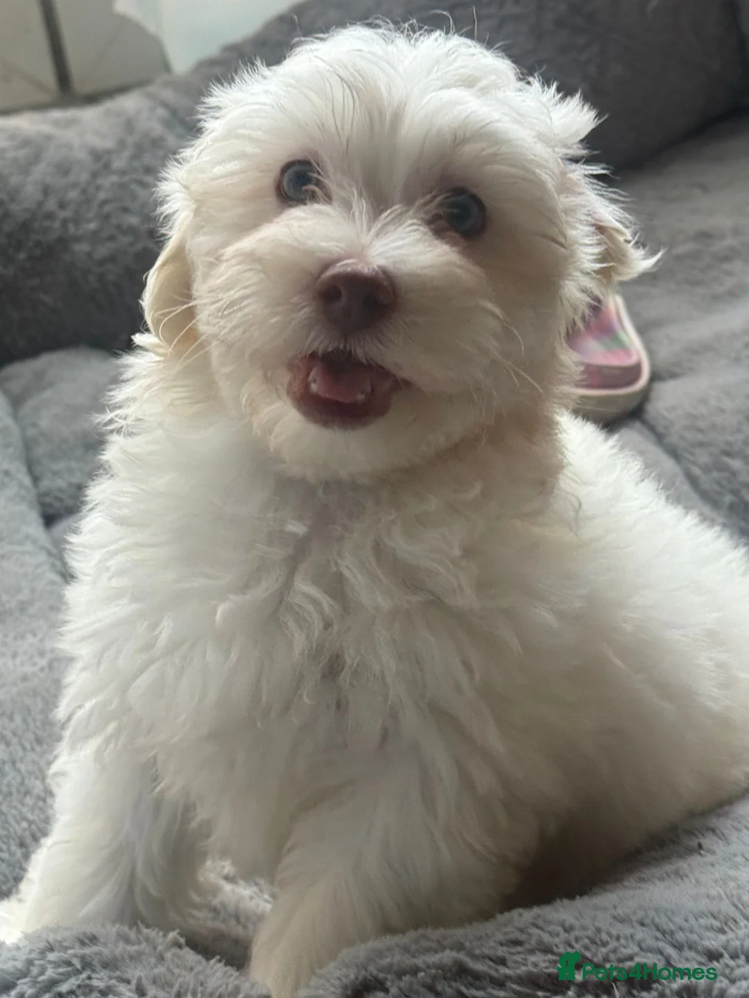 Mixed Breed dogs for sale: Maltipoo x Coton de Tulear Puppies – 1 Boy left - Advert 1