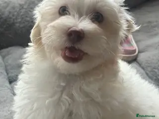 Mixed Breed dogs Maltipoo x Coton de Tulear Puppies – 1 Boy left - Advert 9