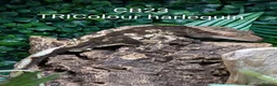 Gecko reptiles for sale: Male Crested Gecko & full set up in Oldham - Advert 10