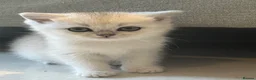 Scottish Fold cats for sale: Pure Scottish Fold  - Advert 7