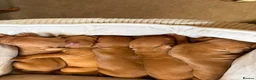 Hungarian Vizsla dogs for sale: Ready this weekend Beautiful litter.  - Advert 29