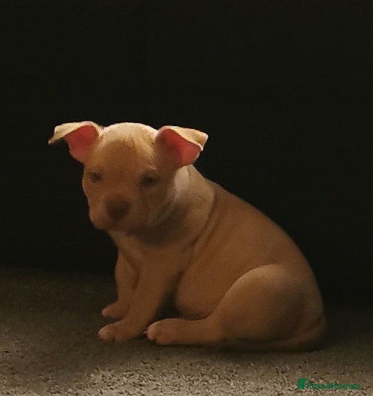 American Bully dogs Beautiful Pocket Bully Puppies - Home Raised - Advert 2