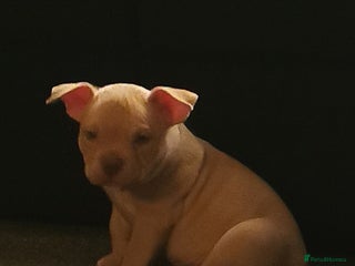 American Bully dogs Beautiful Pocket Bully Puppies - Home Raised - Advert 14