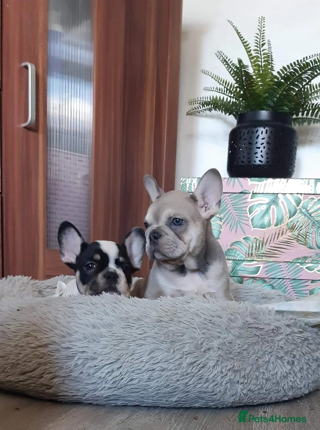 French Bulldog dogs for stud:  💥Amazing structure and quality! in Ebbw Vale - Advert 29