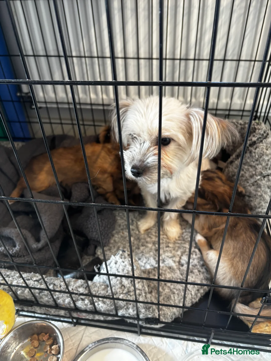 Mixed Breed dogs for sale: 3 chihuahua cross X Yorkshire terrier pups  - Advert 2