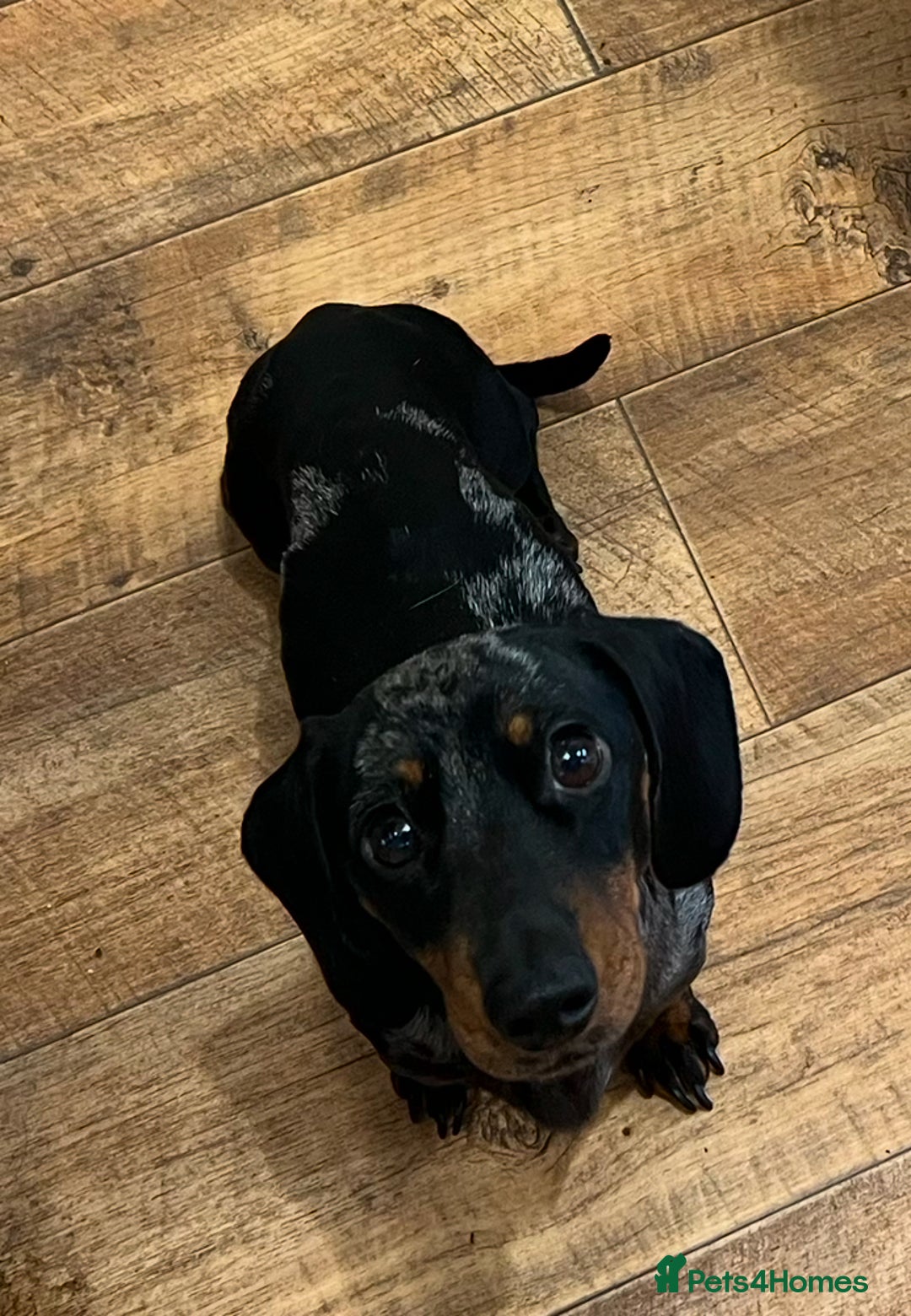 Miniature Dachshund dogs for sale: KC Registered Miniature Dachshund Male 4 Years Old - Advert 4