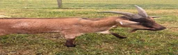 Goats livestock for sale: 2 Pygmy Goats For Sale - Advert 2