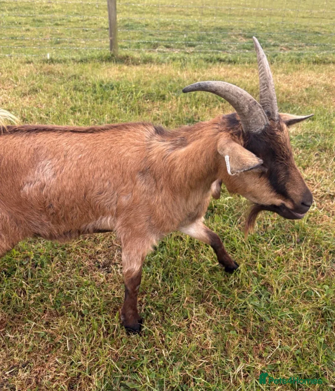 Goats livestock for sale: 2 Pygmy Goats For Sale - Advert 2