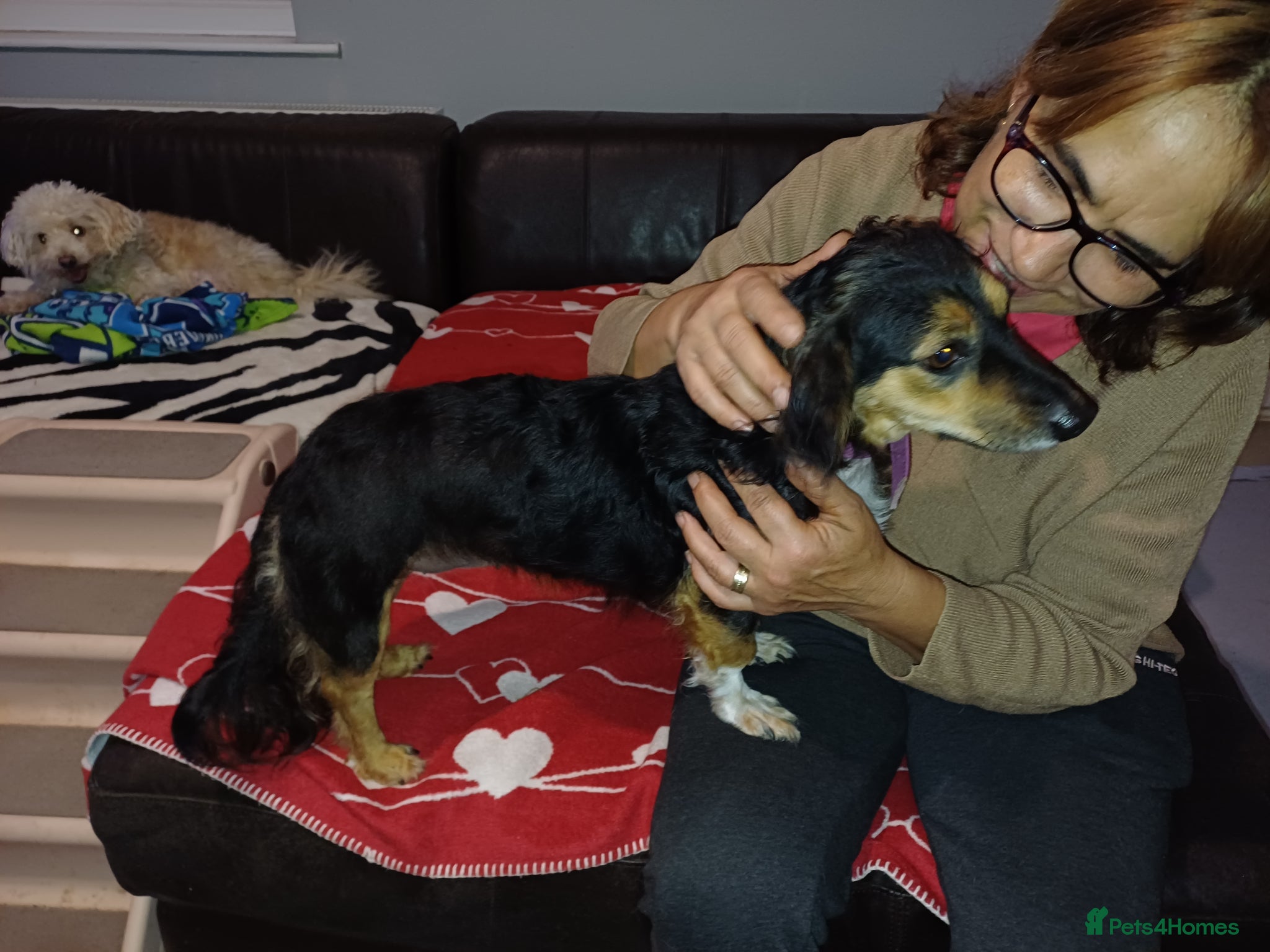 Mixed Breed dogs Sweet KATIA needs a new Loving HOME - Advert 1