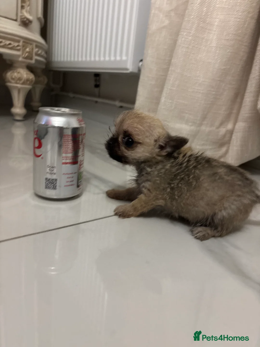 Chihuahua dogs for sale:  **  Chihuahua in Halstead - Advert 6