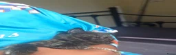 British Longhair cats for sale: Kittens ready 4 rehome Mother is a British grey  - Advert 7