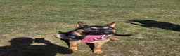 German Shepherd dogs for sale: 11 month old male German shepherd  in Great Yarmouth - Advert 2