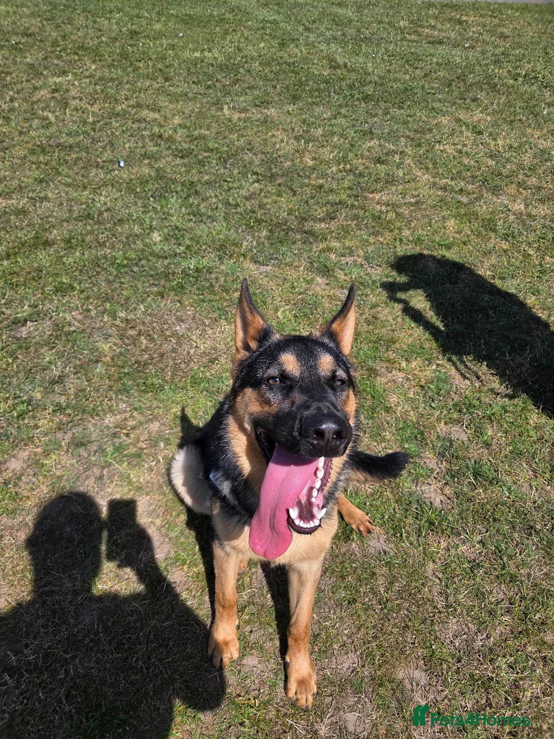German Shepherd dogs for sale: 11 month old male German shepherd  in Great Yarmouth - Advert 2
