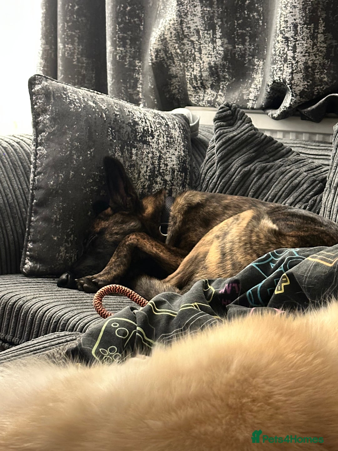 Mixed Breed dogs for sale: PENDING MEET & GREET - Lurcher X German Shepard  - Advert 9