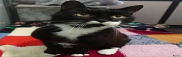 Mixed Breed cats for sale: Cat/ kitten  in Telford - Advert 2