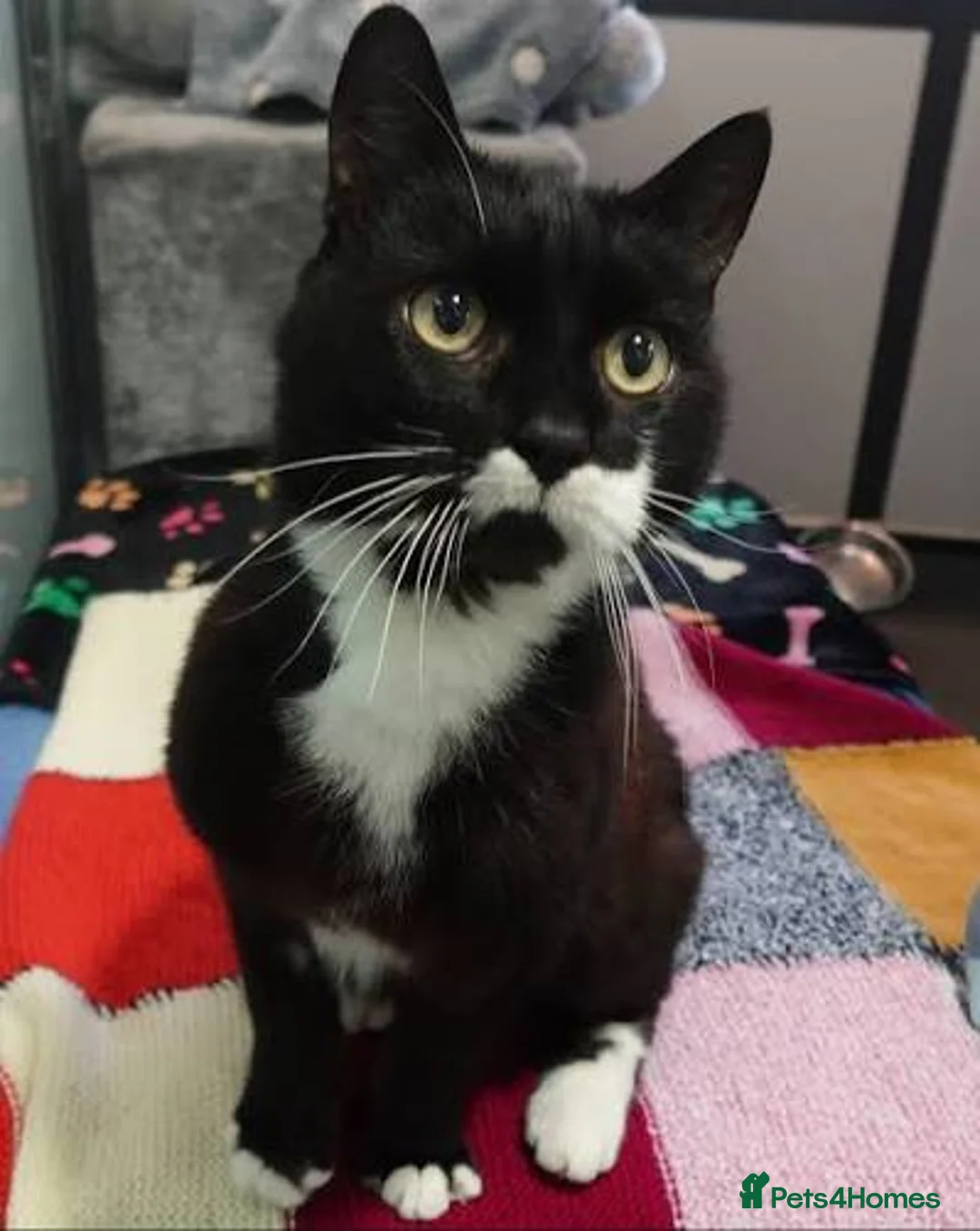 Mixed Breed cats for sale: Cat/ kitten  in Telford - Advert 2