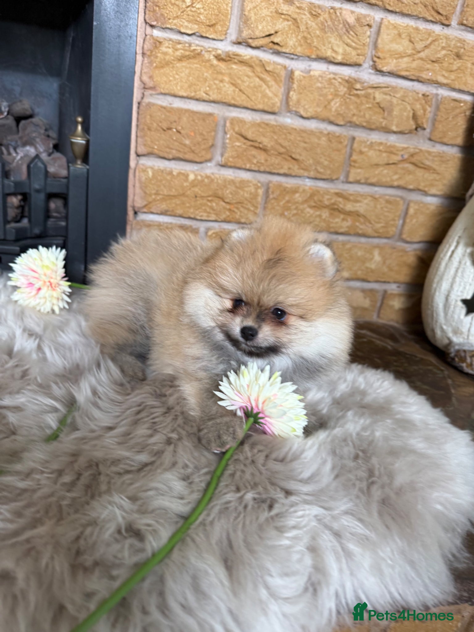 Pomeranian dogs ✨ Rare colour/Thick coat Teddy Bear Pom Puppies ✨ - Advert 1