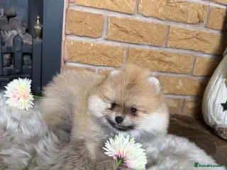 Pomeranian dogs ✨ Rare colour/Thick coat Teddy Bear Pom Puppies ✨ - Advert 13