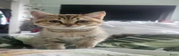 British Shorthair cats for sale: British Shorthair kittens! 2 LEFT!  - Advert 12