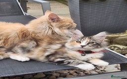 Maine Coon cats for sale: Maine coon Kittens Ready to go! 100% Pedigree   in Derby - Image 36