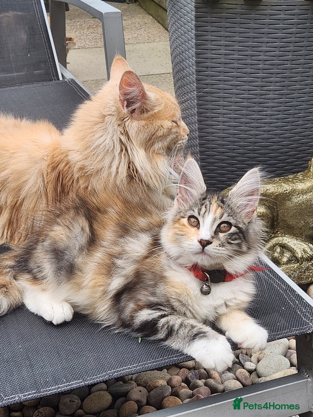 Maine Coon cats for sale: Maine coon Kittens Ready to go! 100% Pedigree   in Derby - Image 36