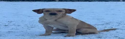 Labrador Retriever dogs for stud: Working Labrador stud  - Advert 2