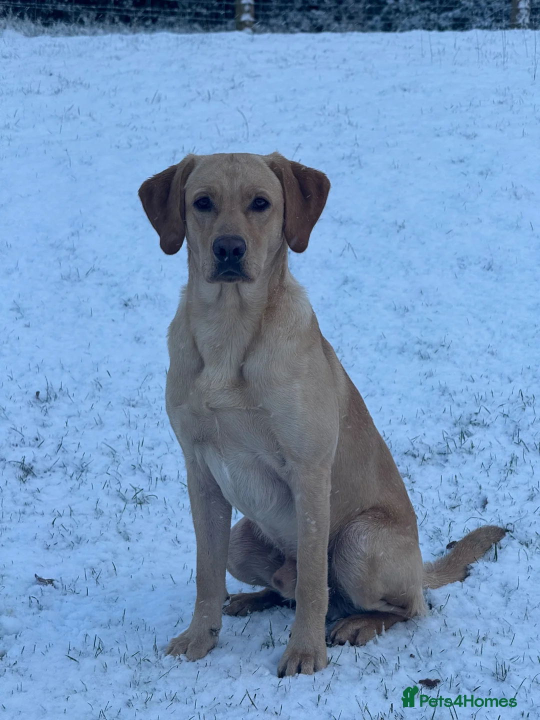 Labrador Retriever dogs for stud: Working Labrador stud  - Advert 2