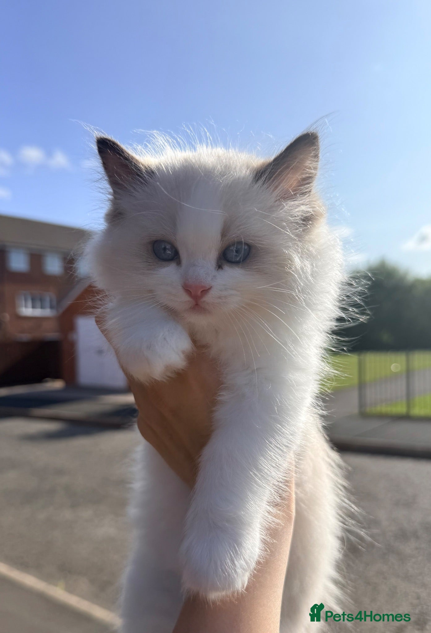 Ragdoll cats Premium Quality✨️🏆 TICA Reg European Ragdolls 🩷  - Advert 2
