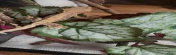 Gecko reptiles for sale: Crested geckos for sale🦎 - Advert 7