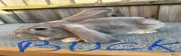Giant Papillon rabbits for sale: Miniloop , netherland draft and continental cross - Advert 10