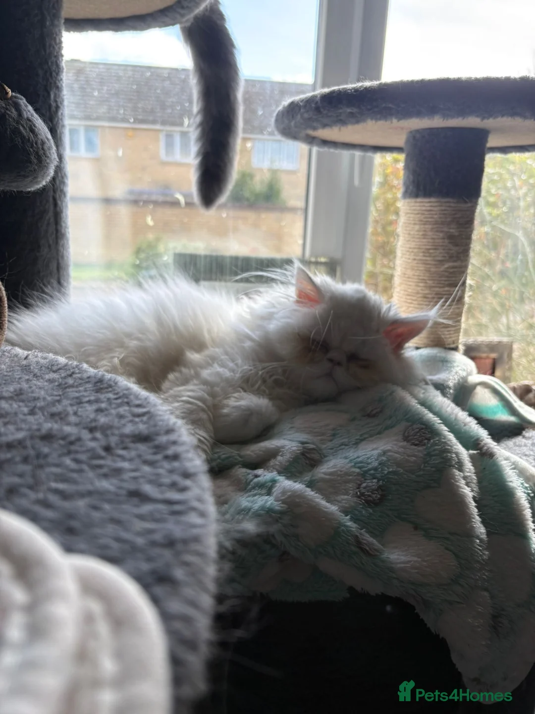 Persian cats for sale: Beautiful 10 month old white Persian female   - Advert 2
