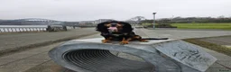 Cocker Spaniel dogs for stud: Spike- Working Cocker Spaniel KC registered in Sunderland - Advert 4