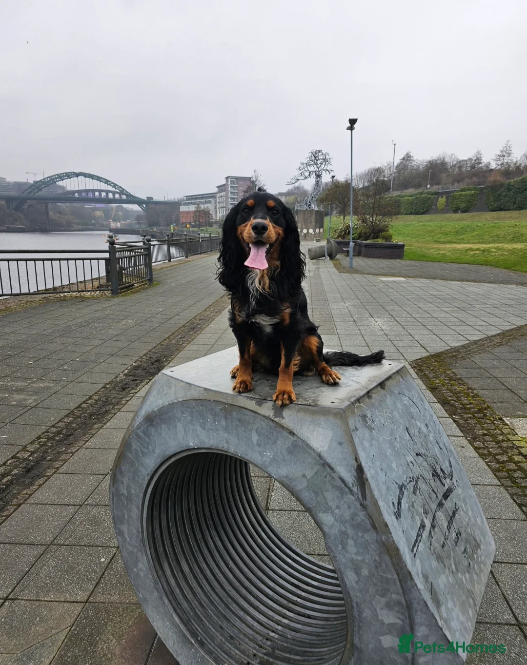 Cocker Spaniel dogs for stud: Spike- Working Cocker Spaniel KC registered in Sunderland - Advert 4