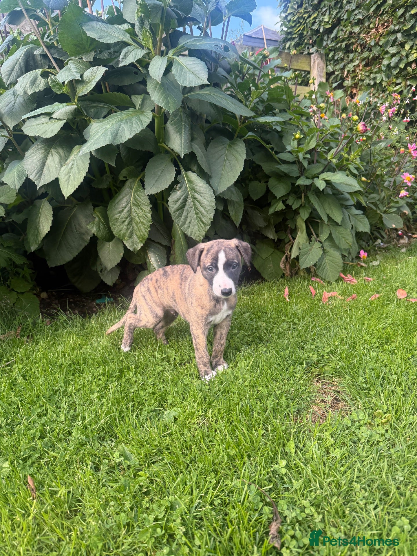 Whippet dogs Beautiful homebred KC registered whippet boys - Advert 1