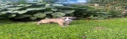 Whippet dogs for sale: Beautiful homebred KC registered whippet boys in Perth - Advert 1
