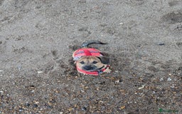 Mixed Breed dogs for sale: Dachshund x Shih Tzu for sale - Image 5