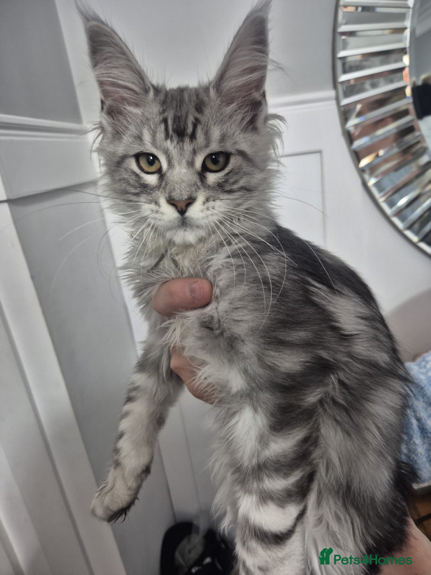 Maine Coon cats Mainecoon kittens 15 weeks old ready to leave now  - Advert 2