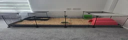 Guinea Pig rodents for sale: Guinea pig boar - Advert 4