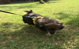 Mixed Breed dogs for adoption: Perfect Companion - Image 3