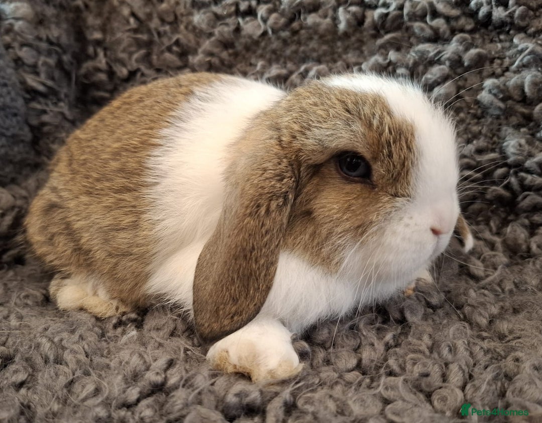Mini Lop rabbits for sale: Mini Lop Boy - 9 weeks old and ready to leave. - Advert 3