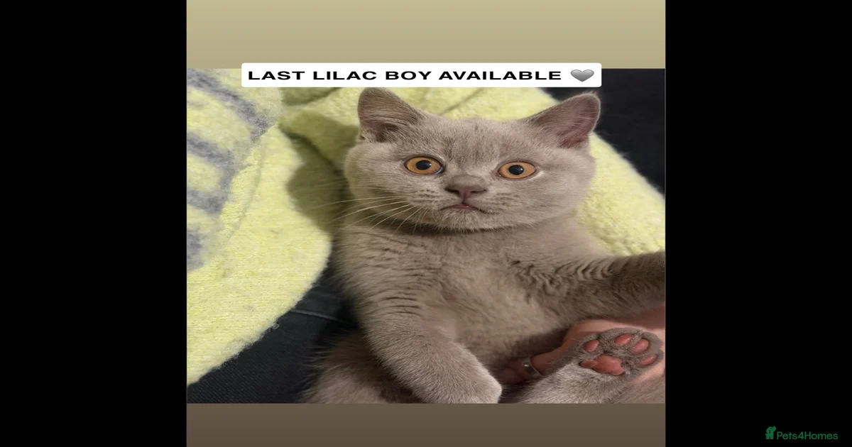 kittens-for-sale-pets4homes