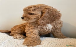 Cockapoo dogs for sale: Toy Yankee doodles American cockapoo - Image 5