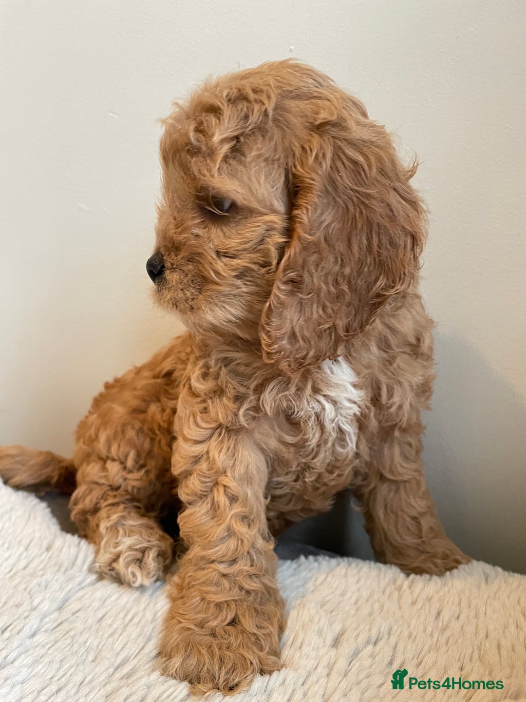 Cockapoo dogs for sale: Toy Yankee doodles American cockapoo - Image 5