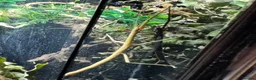 Leopard Gecko reptiles for sale: Available Rescue Looking for Their Forever Homes - Advert 3