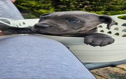 Cane Corso dogs for sale: LAST PUPY PURE BLOOD CANE CORSO 🐶  in Stevenage - Image 19