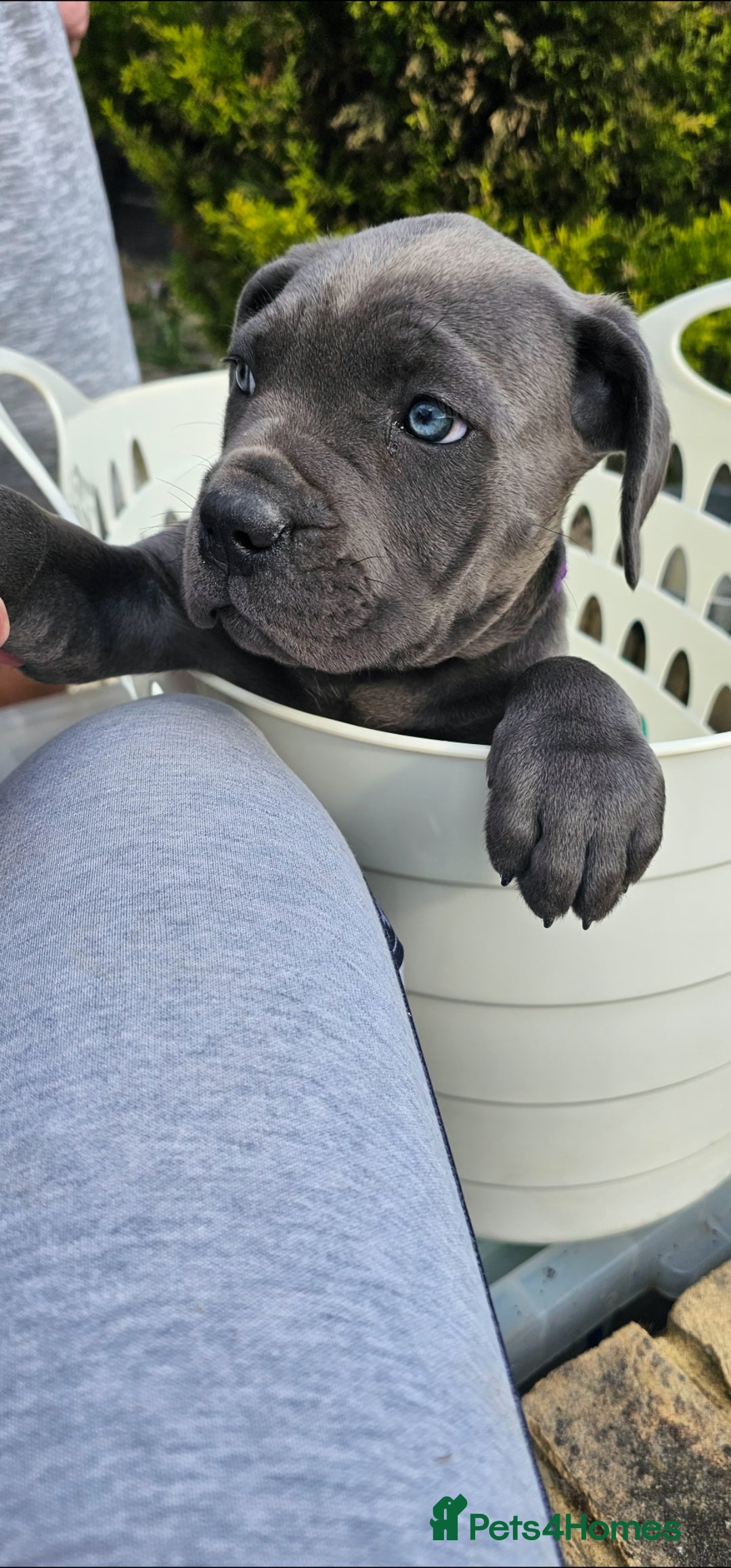 Cane Corso dogs for sale: LAST PUPY PURE BLOOD CANE CORSO 🐶  in Stevenage - Image 19