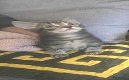 Bengal cats for sale: Adorable kittens - Image 2