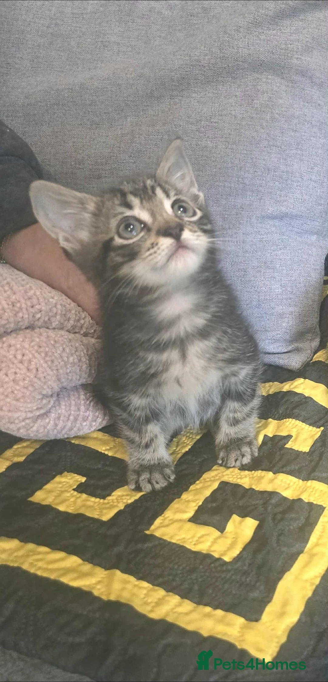 Bengal cats for sale: Adorable kittens - Image 2