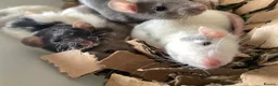 Rat rodents for sale: Rats for sale hull  - Advert 3