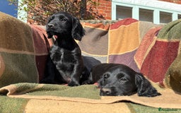 Cocker Spaniel dogs for sale: Beautiful Cocker Spaniel Puppies 🖤🧡 - Image 6